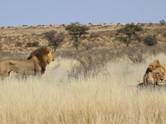 Kgalagadi Transfrontier National Park Kgalagadi Transfrontier National Park