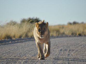 Kgalagadi Transfrontier National Park Kgalagadi Transfrontier National Park