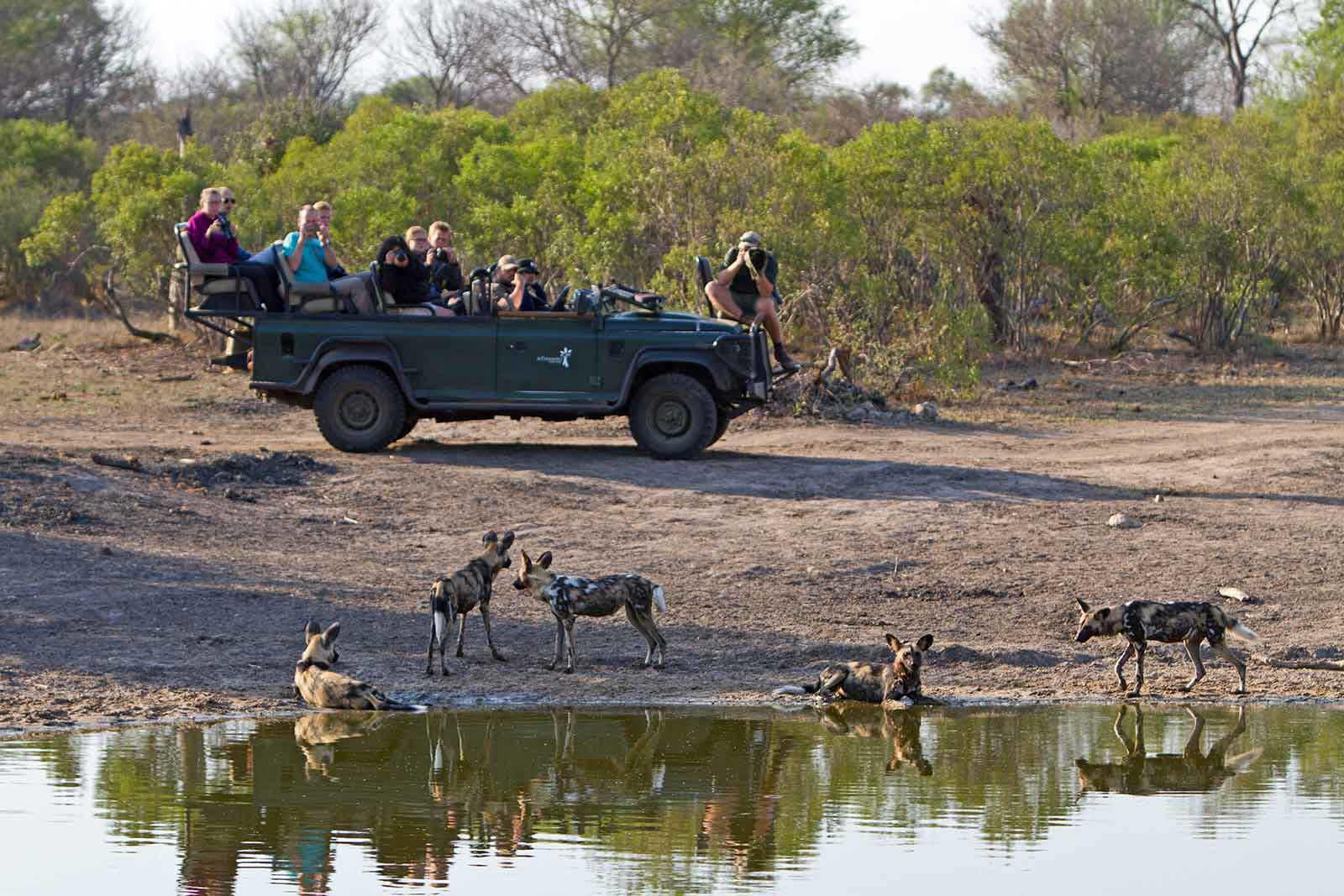 Klaserie Private Nature Reserve - Pirschfahrt ( nThambo Tree Camp)
