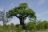 Baobab im Kruger National Park