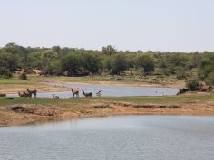 Wasserstelle im Kruger National Park Wasserstelle im Kruger National Park