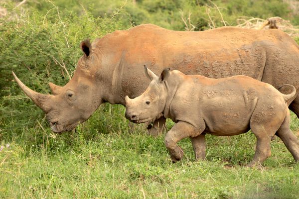 Madikwe Game Reserve