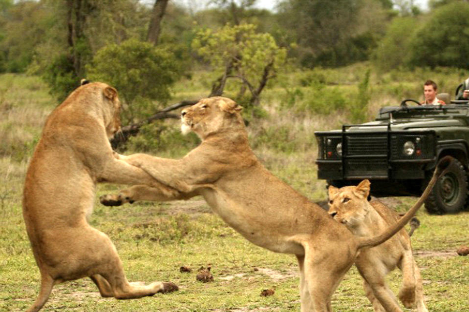 Mala Mala Game Reserve, Sabi Sands