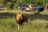 Mala Mala Game Reserve, Sabi Sands
