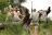 Mala Mala Game Reserve - Bush Walk
