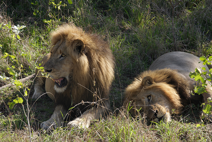Manyeleti Game Reserve