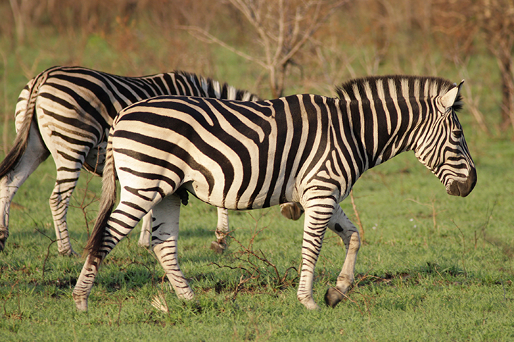 Manyeleti Game Reserve