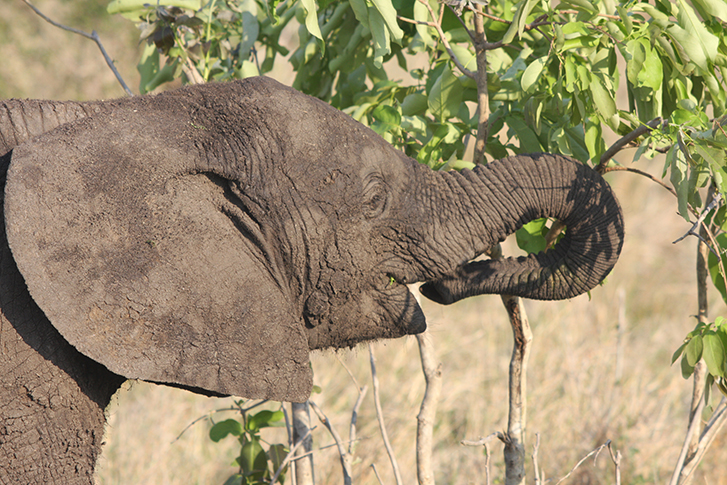 Manyeleti Game Reserve