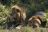 Manyeleti Game Reserve