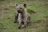 Manyeleti Game Reserve