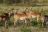 Manyeleti Game Reserve