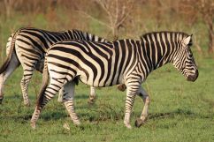 Manyeleti Private Reserve