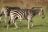 Manyeleti Game Reserve