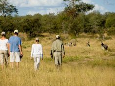 Ngala Private Game Reserve - Bush Walk