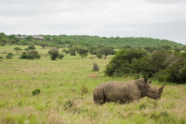 Phinda Private Game Reserve