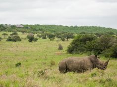 Phinda Private Game Reserve