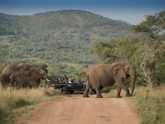 Phinda Private Game Reserve - Game Drive