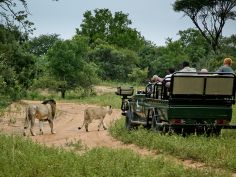 Phinda Private Game Reserve - Game Drive