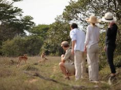 Phinda Private Game Reserve - Bush Walk