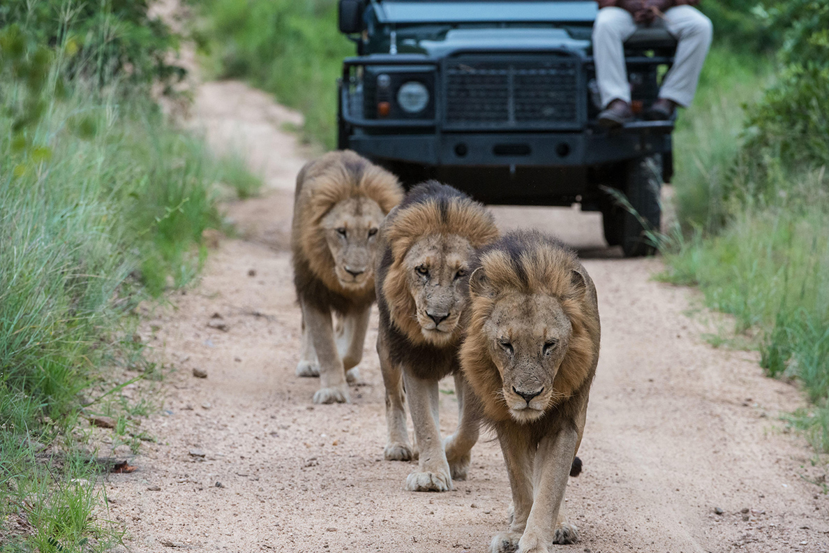 Sabi Sabi Private Game Reserve