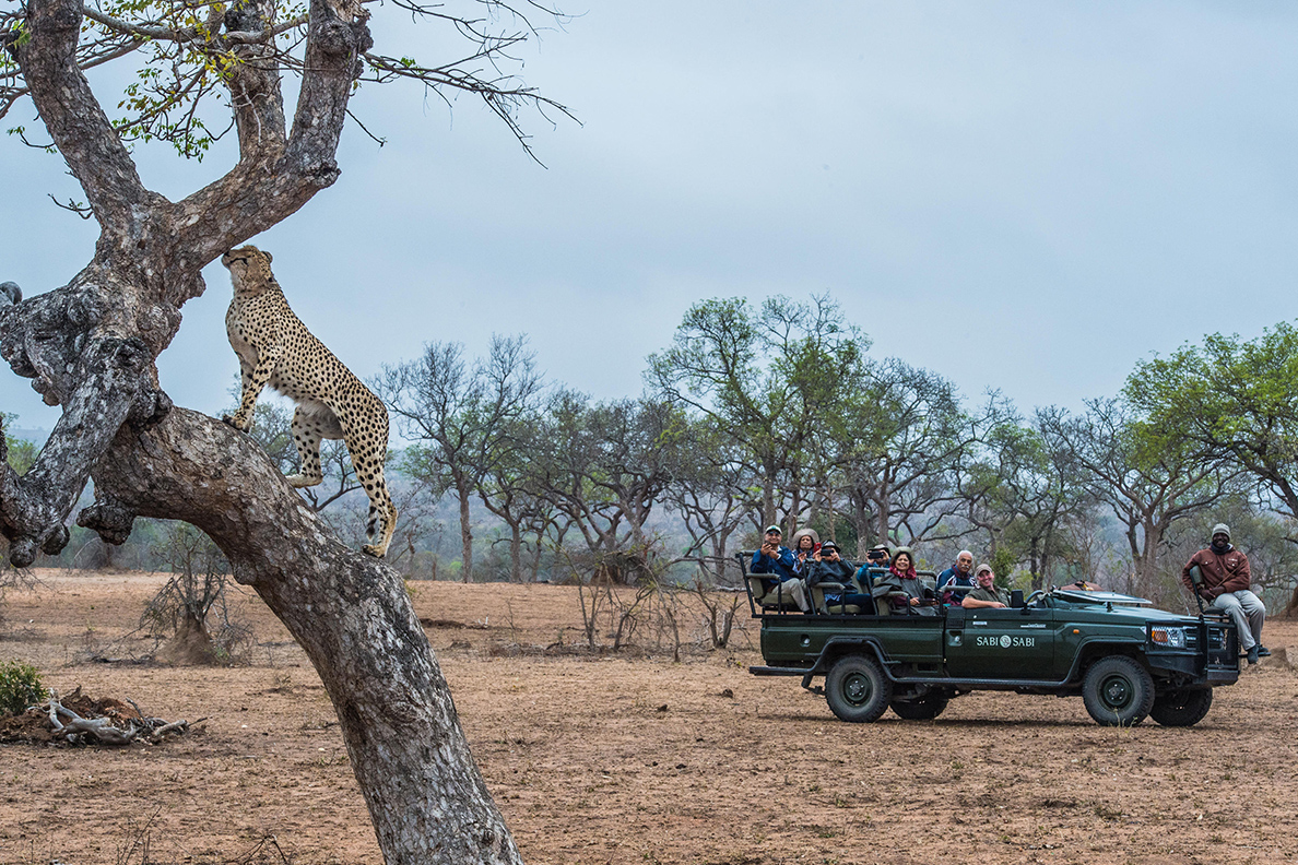 Sabi Sabi Private Game Reserve