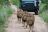 Sabi Sabi Private Game Reserve