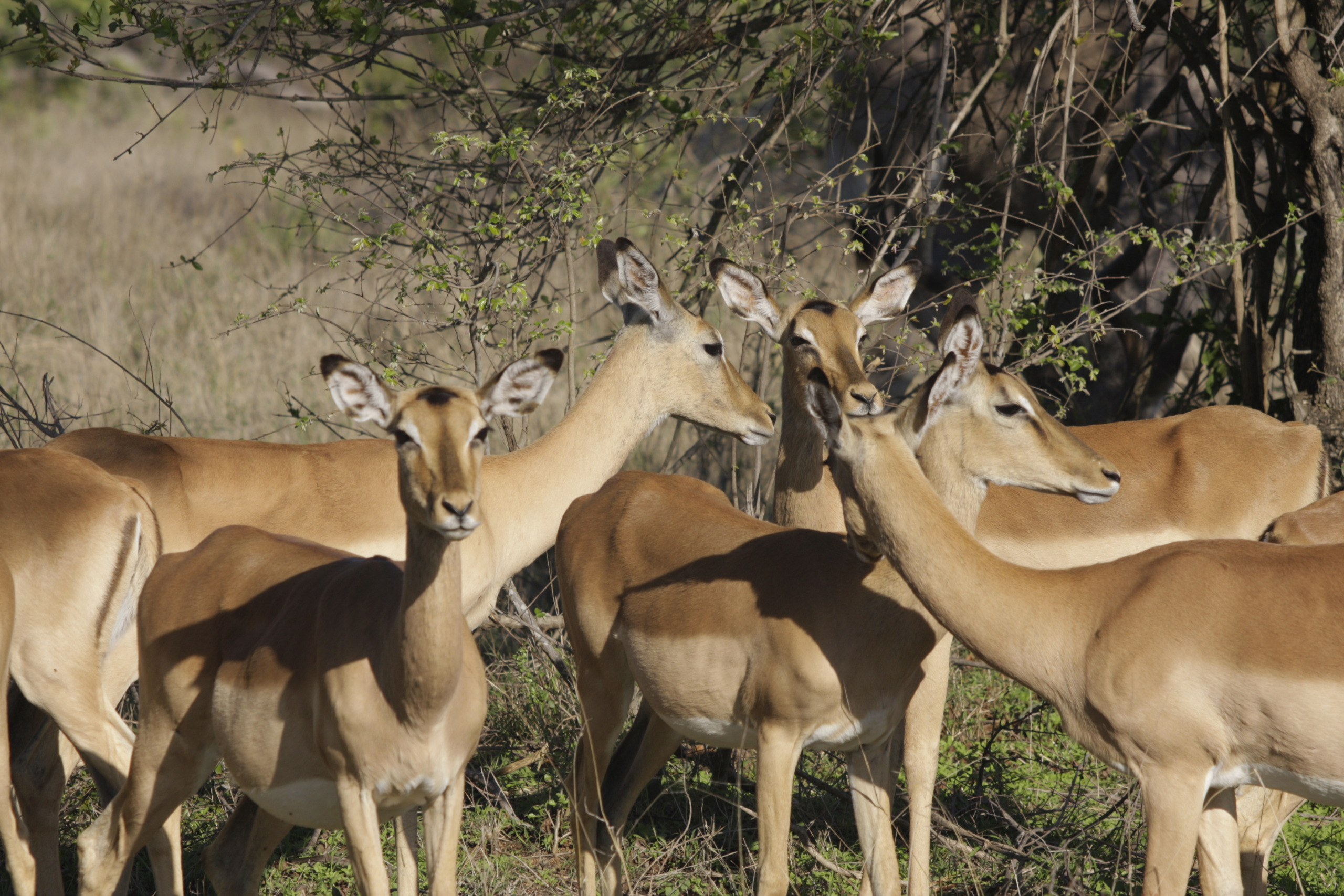 Sabi Sands Private Game Reserve