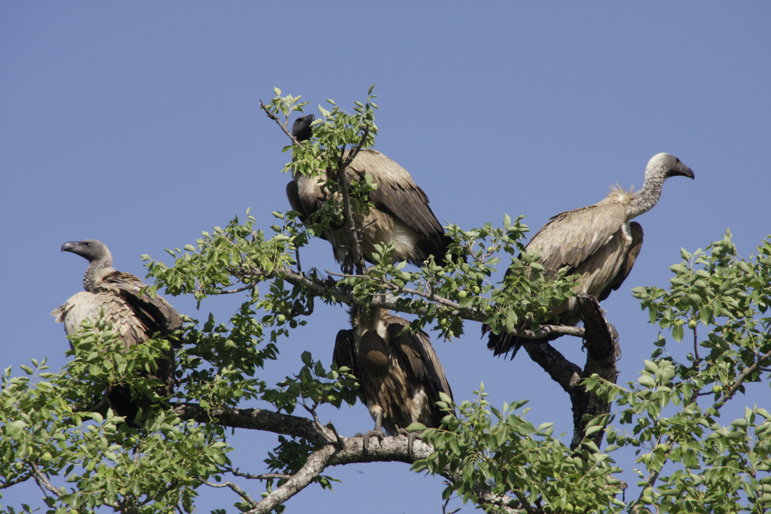 Sabi Sands Private Game Reserve