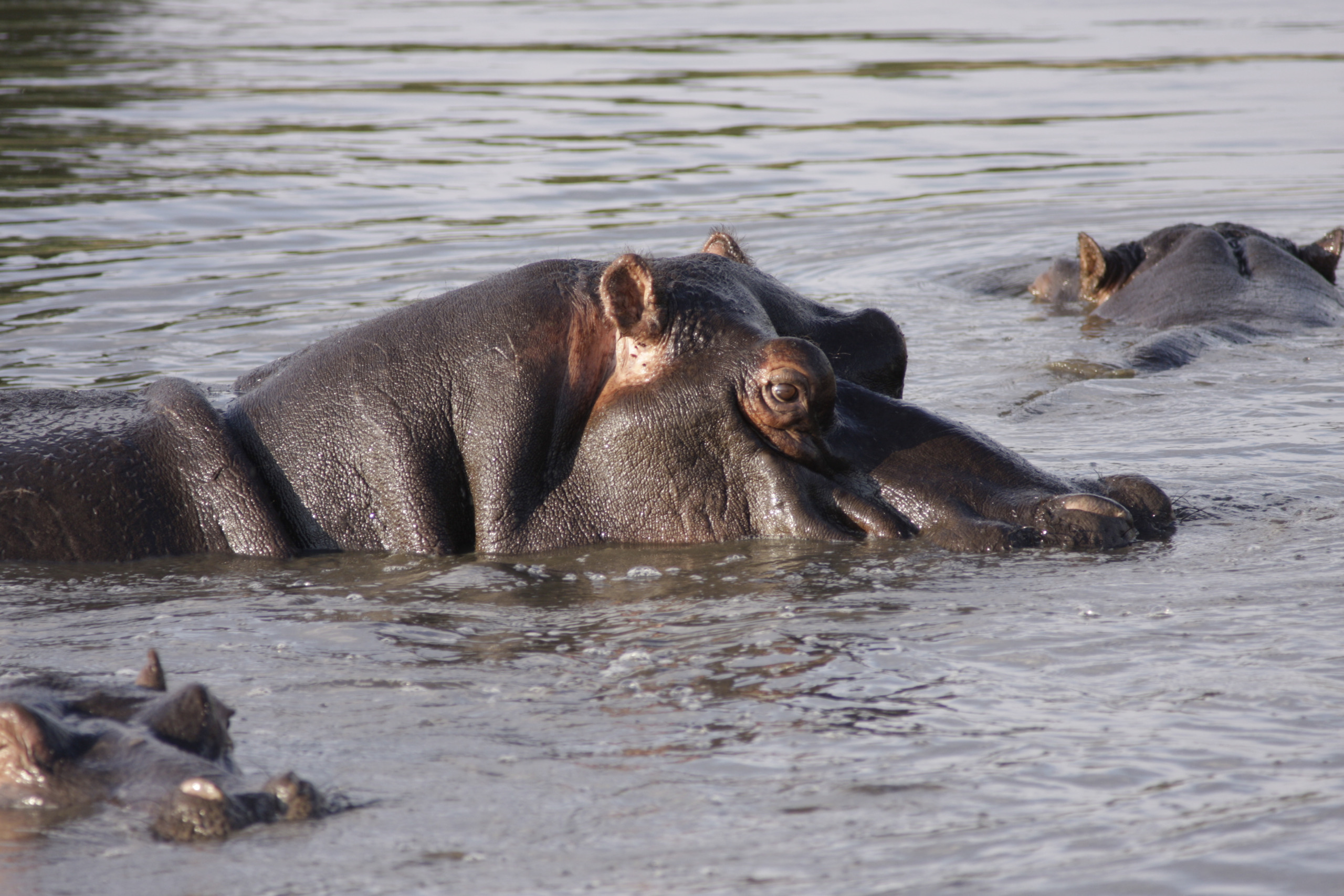 Sabi Sands Private Game Reserve