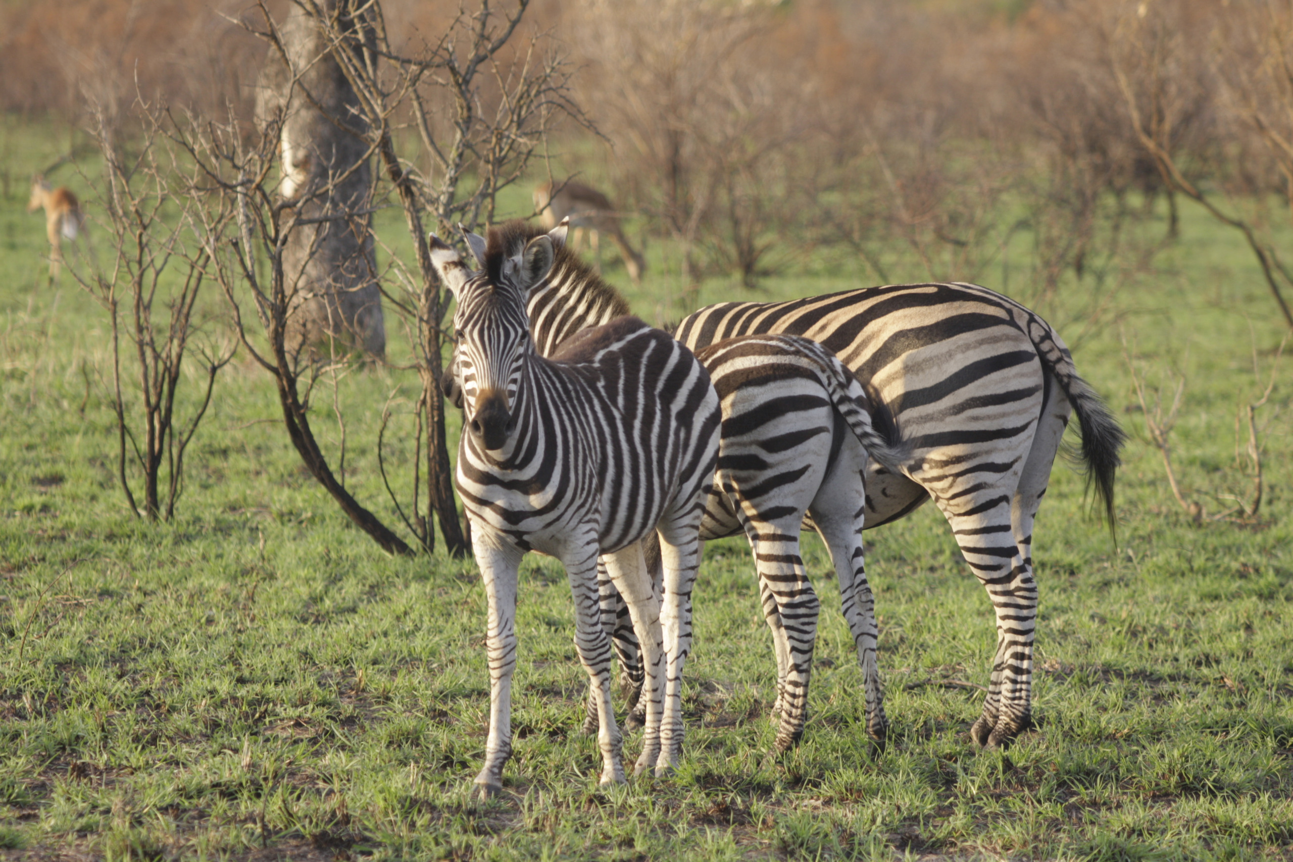 Sabi Sands Private Game Reserve