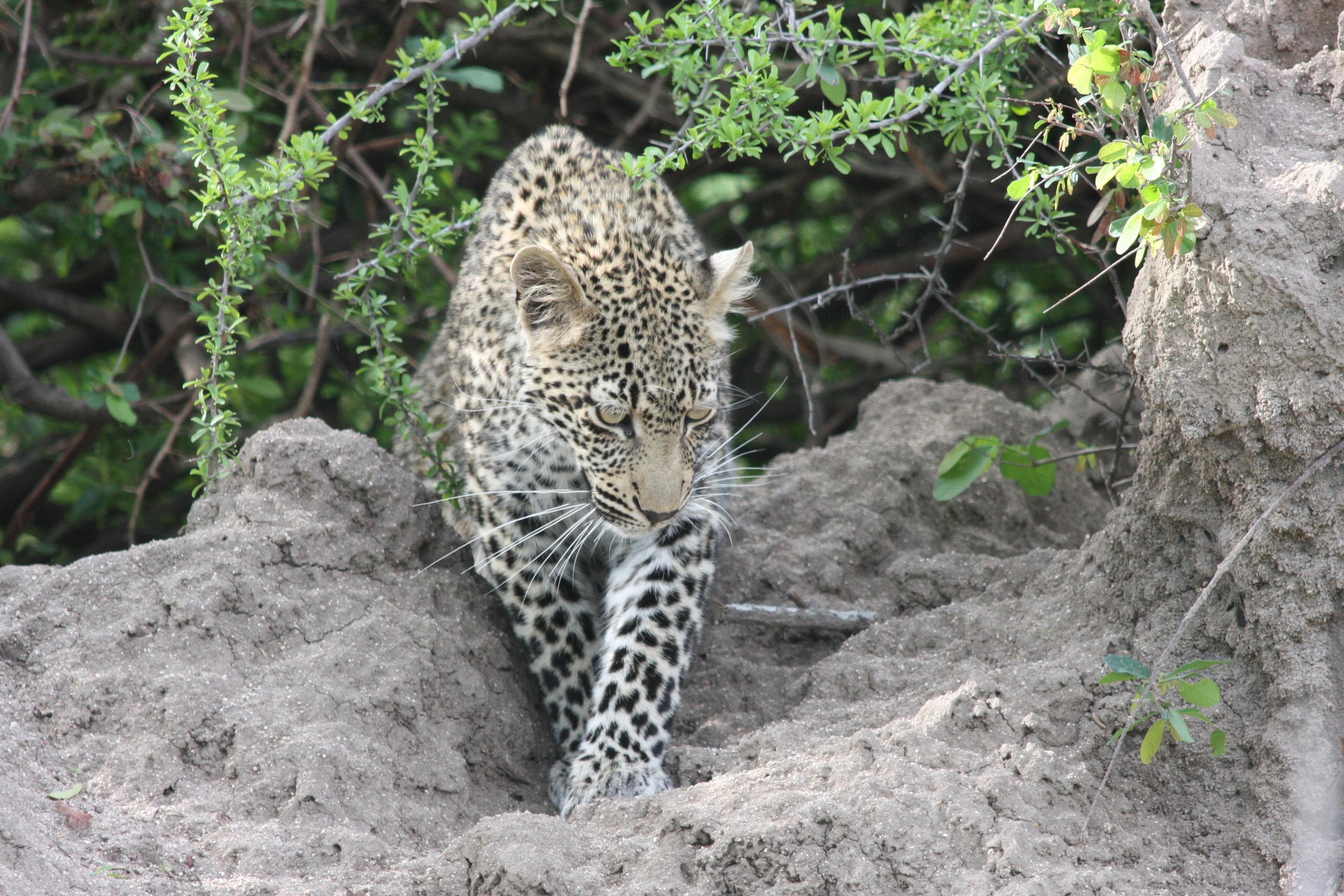 Sabi Sands Private Game Reserve
