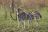 Sabi Sands Private Game Reserve
