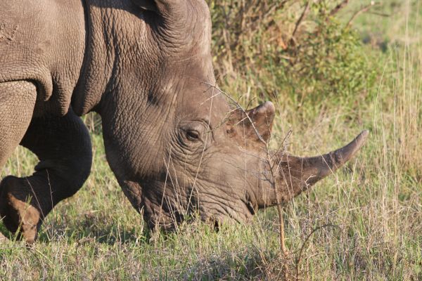 Sabi Sands Game Reserve