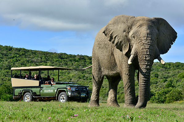 Shamwari Private Game Reserve, Pirschfahrt