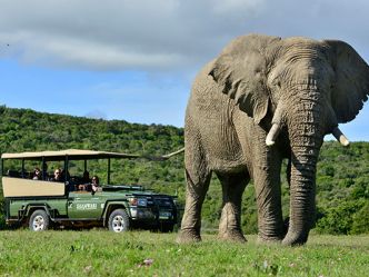 Shamwari Private Game Reserve, Pirschfahrt Shamwari Private Game Reserve, Pirschfahrt