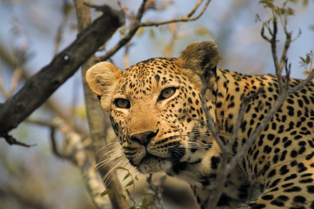 Singita Sabi Sands
