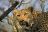 Singita Sabi Sands