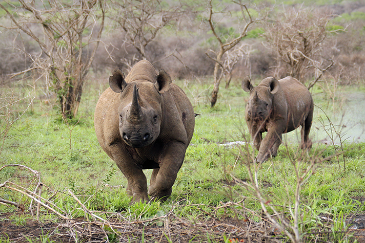 Thanda Private Game Reserve, Spitzmaulnashörner