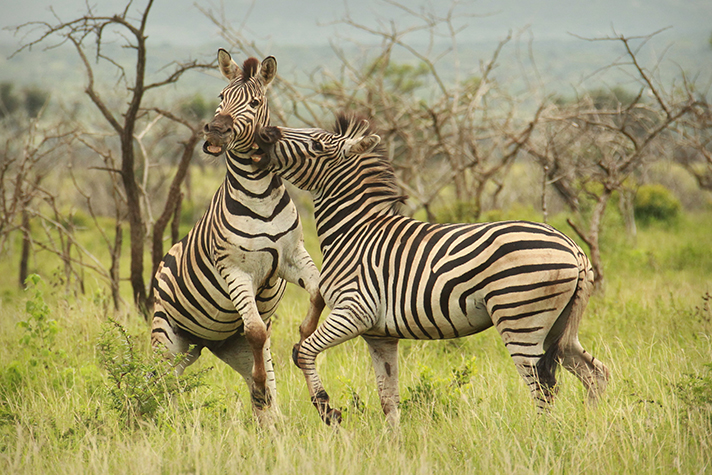 Thanda Private Game Reserve