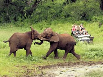 Thanda Private Game Reserve, Tierbeobachtung im offenen Geländefahrzeug Thanda Private Game Reserve, Tierbeobachtung im offenen Geländefahrzeug
