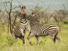 Thanda Private Game Reserve