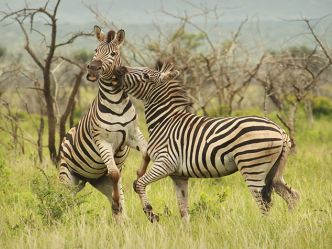 Thanda Private Game Reserve Thanda Private Game Reserve