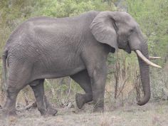 Elefant im Timbavati Wildreservat