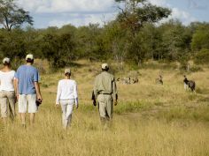 Bush Walk im Timbavati Game Reserve (Ngala)