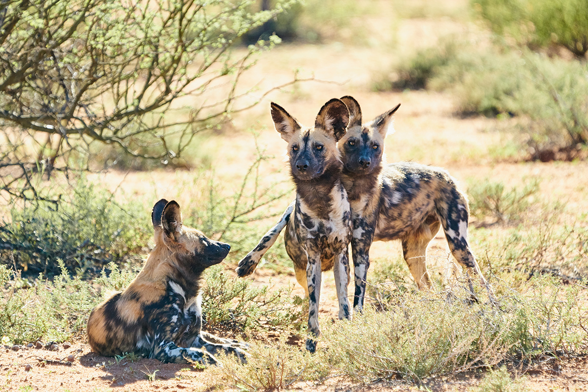 Twalu Kalahari Game Reserve