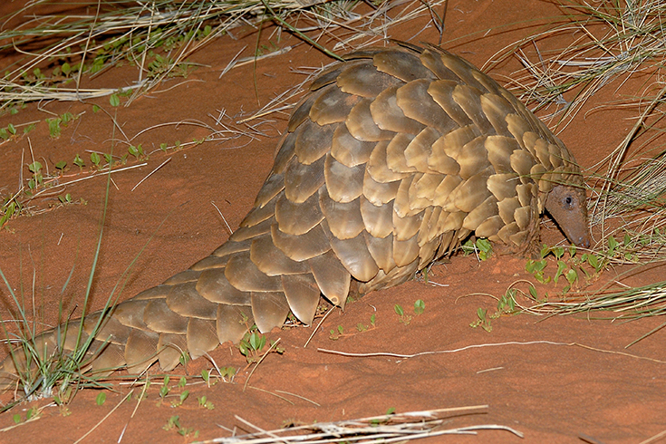 Twalu Kalahari Game Reserve