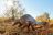 Twalu Kalahari Game Reserve