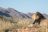 Twalu Kalahari Game Reserve