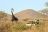 Twalu Kalahari Game Reserve