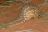 Twalu Kalahari Game Reserve